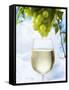 White Wine Dripping from Grapes into a Wine Glass-Paul Williams-Framed Stretched Canvas