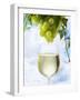 White Wine Dripping from Grapes into a Wine Glass-Paul Williams-Framed Premium Photographic Print