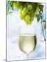 White Wine Dripping from Grapes into a Wine Glass-Paul Williams-Mounted Photographic Print