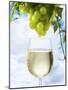 White Wine Dripping from Grapes into a Wine Glass-Paul Williams-Mounted Photographic Print