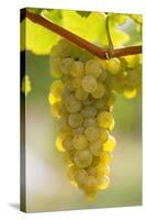 White Wine Grapes on the Vine in Sunlight-Foodcollection-Stretched Canvas