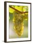 White Wine Grapes on the Vine in Sunlight-Foodcollection-Framed Photographic Print