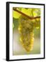 White Wine Grapes on the Vine in Sunlight-Foodcollection-Framed Photographic Print