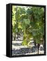 White Wine Grapes on the Vine-Peter Rees-Framed Stretched Canvas