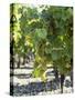 White Wine Grapes on the Vine-Peter Rees-Stretched Canvas