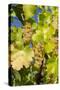 White Wine Grapes on Vine, Napa Valley, California, USA-Cindy Miller Hopkins-Stretched Canvas
