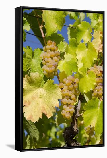 White Wine Grapes on Vine, Napa Valley, California, USA-Cindy Miller Hopkins-Framed Stretched Canvas