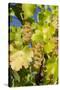 White Wine Grapes on Vine, Napa Valley, California, USA-Cindy Miller Hopkins-Stretched Canvas