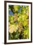 White Wine Grapes on Vine, Napa Valley, California, USA-Cindy Miller Hopkins-Framed Premium Photographic Print