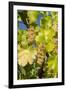 White Wine Grapes on Vine, Napa Valley, California, USA-Cindy Miller Hopkins-Framed Premium Photographic Print