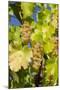 White Wine Grapes on Vine, Napa Valley, California, USA-Cindy Miller Hopkins-Mounted Premium Photographic Print