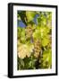 White Wine Grapes on Vine, Napa Valley, California, USA-Cindy Miller Hopkins-Framed Photographic Print