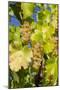 White Wine Grapes on Vine, Napa Valley, California, USA-Cindy Miller Hopkins-Mounted Photographic Print