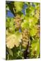 White Wine Grapes on Vine, Napa Valley, California, USA-Cindy Miller Hopkins-Mounted Photographic Print