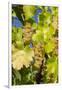 White Wine Grapes on Vine, Napa Valley, California, USA-Cindy Miller Hopkins-Framed Premium Photographic Print
