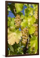 White Wine Grapes on Vine, Napa Valley, California, USA-Cindy Miller Hopkins-Framed Premium Photographic Print