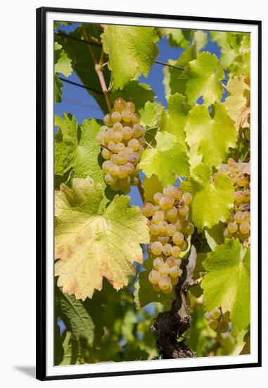 White Wine Grapes on Vine, Napa Valley, California, USA-Cindy Miller Hopkins-Framed Premium Photographic Print