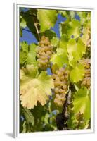 White Wine Grapes on Vine, Napa Valley, California, USA-Cindy Miller Hopkins-Framed Premium Photographic Print