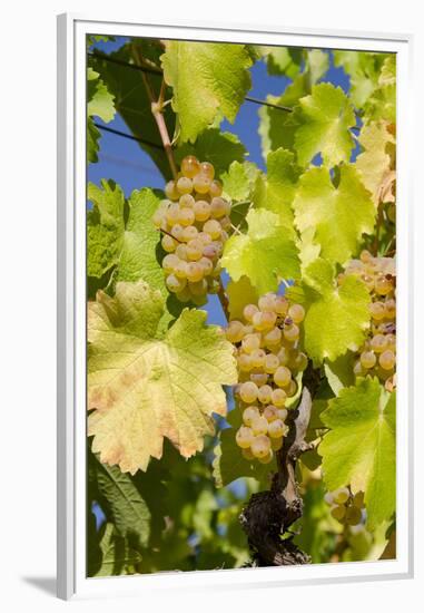 White Wine Grapes on Vine, Napa Valley, California, USA-Cindy Miller Hopkins-Framed Premium Photographic Print