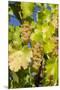 White Wine Grapes on Vine, Napa Valley, California, USA-Cindy Miller Hopkins-Mounted Premium Photographic Print