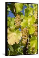 White Wine Grapes on Vine, Napa Valley, California, USA-Cindy Miller Hopkins-Framed Stretched Canvas