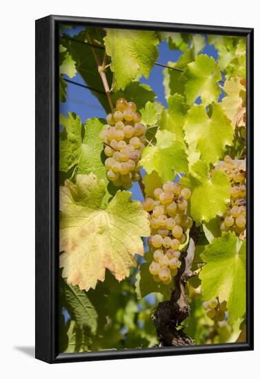 White Wine Grapes on Vine, Napa Valley, California, USA-Cindy Miller Hopkins-Framed Photographic Print