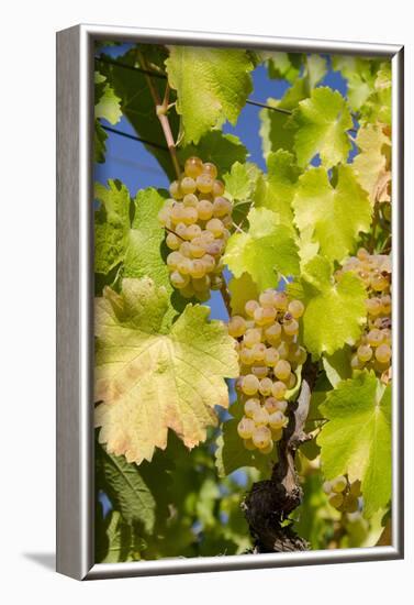 White Wine Grapes on Vine, Napa Valley, California, USA-Cindy Miller Hopkins-Framed Photographic Print