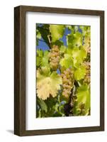 White Wine Grapes on Vine, Napa Valley, California, USA-Cindy Miller Hopkins-Framed Photographic Print