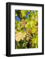 White Wine Grapes on Vine, Napa Valley, California, USA-Cindy Miller Hopkins-Framed Photographic Print