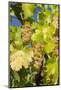 White Wine Grapes on Vine, Napa Valley, California, USA-Cindy Miller Hopkins-Mounted Photographic Print