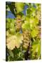 White Wine Grapes on Vine, Napa Valley, California, USA-Cindy Miller Hopkins-Stretched Canvas