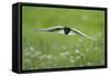 White Winged Black Tern (Chlidonias Leucopterus) in Flight, Prypiat River, Belarus, June 2009-Máté-Framed Stretched Canvas