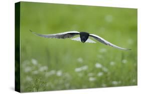 White Winged Black Tern (Chlidonias Leucopterus) in Flight, Prypiat River, Belarus, June 2009-Máté-Stretched Canvas