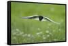 White Winged Black Tern (Chlidonias Leucopterus) in Flight, Prypiat River, Belarus, June 2009-Máté-Framed Stretched Canvas