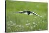 White Winged Black Tern (Chlidonias Leucopterus) in Flight, Prypiat River, Belarus, June 2009-Máté-Stretched Canvas