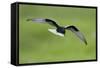 White-Winged Black Tern (Chlidonias Leucopterus) in Flight, Prypiat River, Belarus, June 2009-Máté-Framed Stretched Canvas