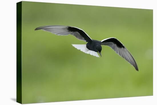 White-Winged Black Tern (Chlidonias Leucopterus) in Flight, Prypiat River, Belarus, June 2009-Máté-Stretched Canvas