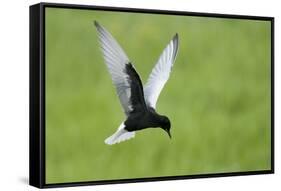 White Winged Black Tern (Chlidonias Leucopterus) in Flight, Prypiat River, Belarus, June 2009-Máté-Framed Stretched Canvas