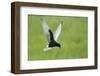 White Winged Black Tern (Chlidonias Leucopterus) in Flight, Prypiat River, Belarus, June 2009-Máté-Framed Premium Photographic Print