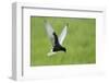 White Winged Black Tern (Chlidonias Leucopterus) in Flight, Prypiat River, Belarus, June 2009-Máté-Framed Premium Photographic Print