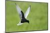 White Winged Black Tern (Chlidonias Leucopterus) in Flight, Prypiat River, Belarus, June 2009-Máté-Mounted Premium Photographic Print