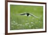 White Winged Black Tern (Chlidonias Leucopterus) in Flight, Prypiat River, Belarus, June 2009-Máté-Framed Photographic Print