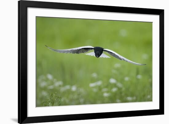 White Winged Black Tern (Chlidonias Leucopterus) in Flight, Prypiat River, Belarus, June 2009-Máté-Framed Photographic Print