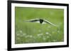 White Winged Black Tern (Chlidonias Leucopterus) in Flight, Prypiat River, Belarus, June 2009-Máté-Framed Photographic Print