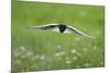 White Winged Black Tern (Chlidonias Leucopterus) in Flight, Prypiat River, Belarus, June 2009-Máté-Mounted Photographic Print