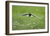 White Winged Black Tern (Chlidonias Leucopterus) in Flight, Prypiat River, Belarus, June 2009-Máté-Framed Photographic Print