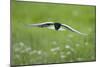 White Winged Black Tern (Chlidonias Leucopterus) in Flight, Prypiat River, Belarus, June 2009-Máté-Mounted Photographic Print