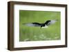 White Winged Black Tern (Chlidonias Leucopterus) in Flight, Prypiat River, Belarus, June 2009-Máté-Framed Photographic Print