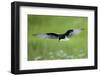 White Winged Black Tern (Chlidonias Leucopterus) in Flight, Prypiat River, Belarus, June 2009-Máté-Framed Photographic Print