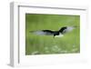 White Winged Black Tern (Chlidonias Leucopterus) in Flight, Prypiat River, Belarus, June 2009-Máté-Framed Photographic Print